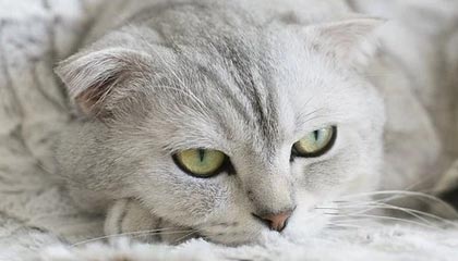 爱游戏在线登录入口-揭秘电竞选手职业周期与转型路径，电竞职业选手有前途吗